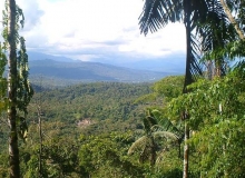 Imagen Bosque Punín